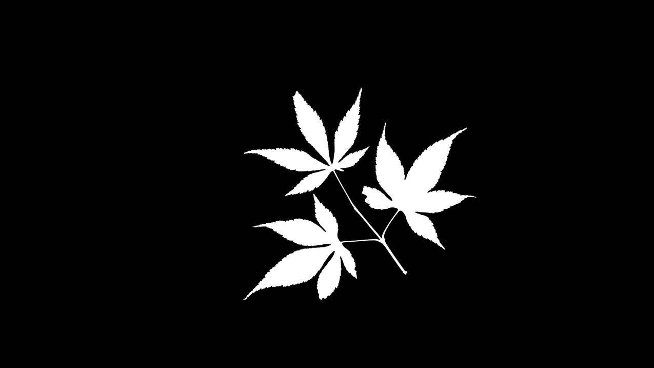 抖音免费领取赞,梦想